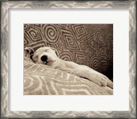 Framed Dog Tired