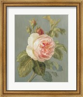 Framed Heirloom Pink Rose