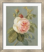 Framed Heirloom Pink Rose