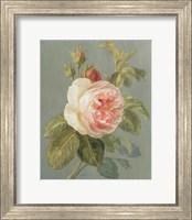 Framed Heirloom Pink Rose