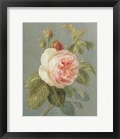 Framed Heirloom Pink Rose