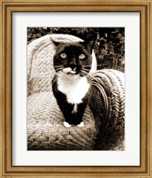 Framed Kitty I