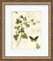 Framed 'Ivies and Ferns IV' border=