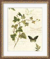 Framed Ivies and Ferns IV