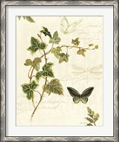 Framed Ivies and Ferns IV