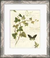 Framed Ivies and Ferns IV