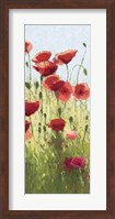 Framed Mountain Poppies I