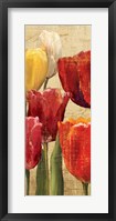 Tulip Fantasy on Cream III Framed Print