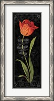 Framed Tulipa Botanica II