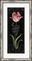Framed Tulipa Botanica III