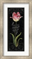 Framed Tulipa Botanica III