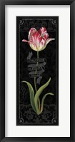 Tulipa Botanica III Framed Print