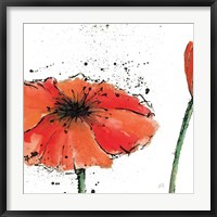 Framed Not a California Poppy III on White