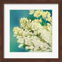 Framed Natures Lilac Blossom