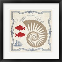 Framed Pacific Nautilus