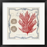 Framed Pacific Sea Fern