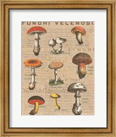 Framed Funghi Velenosi I