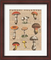 Framed Funghi Velenosi I