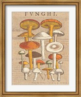 Framed Funghi Velenosi II