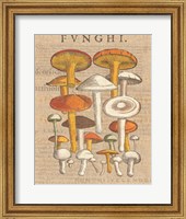 Framed Funghi Velenosi II