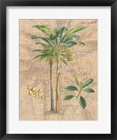 Framed Palm Study I