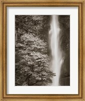 Framed Multnomah Falls