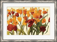 Framed Tulipomania