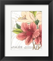 Framed 'Azalee Jardin I' border=