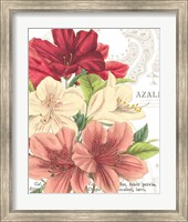 Framed 'Azalee Jardin II' border=