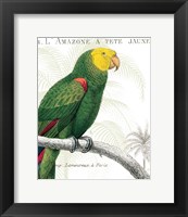 Framed Parrot Botanique I