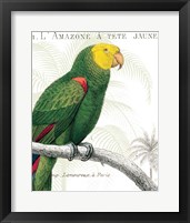 Framed 'Parrot Botanique I' border=