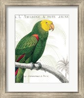 Framed Parrot Botanique I