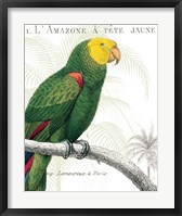 Framed 'Parrot Botanique I' border=