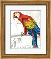 Framed 'Parrot Botanique II' border=