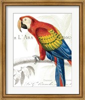Framed Parrot Botanique II