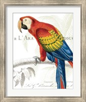 Framed Parrot Botanique II
