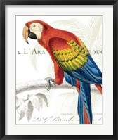 Parrot Botanique II Framed Print