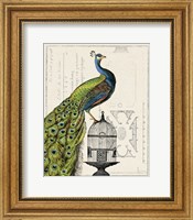 Framed Peacock Birdcage I