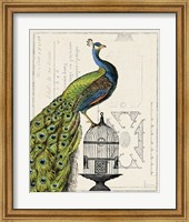 Framed Peacock Birdcage I