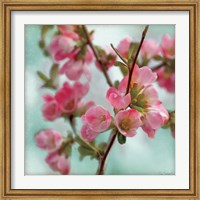 Framed Quince Blossoms II