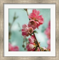 Framed Quince Blossoms III