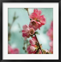 Framed Quince Blossoms III