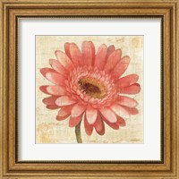 Framed Blushing Gerbera on Cream