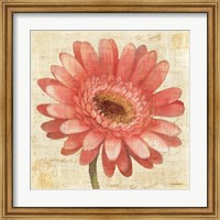 Framed Blushing Gerbera on Cream