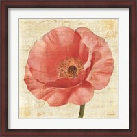 Framed Blushing Poppy on Cream