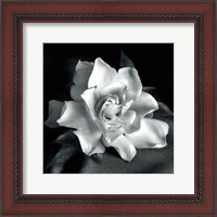 Framed Gardenia