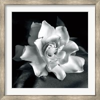 Framed Gardenia