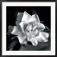 Framed Gardenia