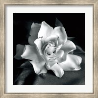 Framed Gardenia