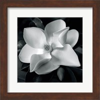 Framed Magnolia
